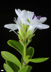 Veronica canterburiensis. Inflorescence. Scale = 1 mm.
 Image: P.J. Garnock-Jones © P.J. Garnock-Jones CC-BY-NC 3.0 NZ